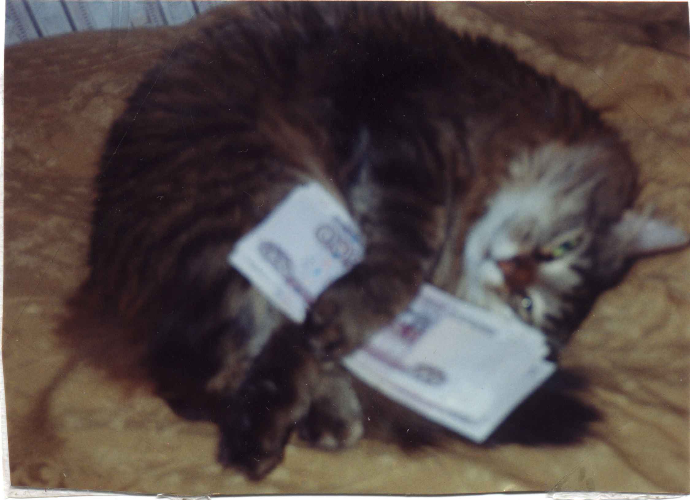 Financial Cat