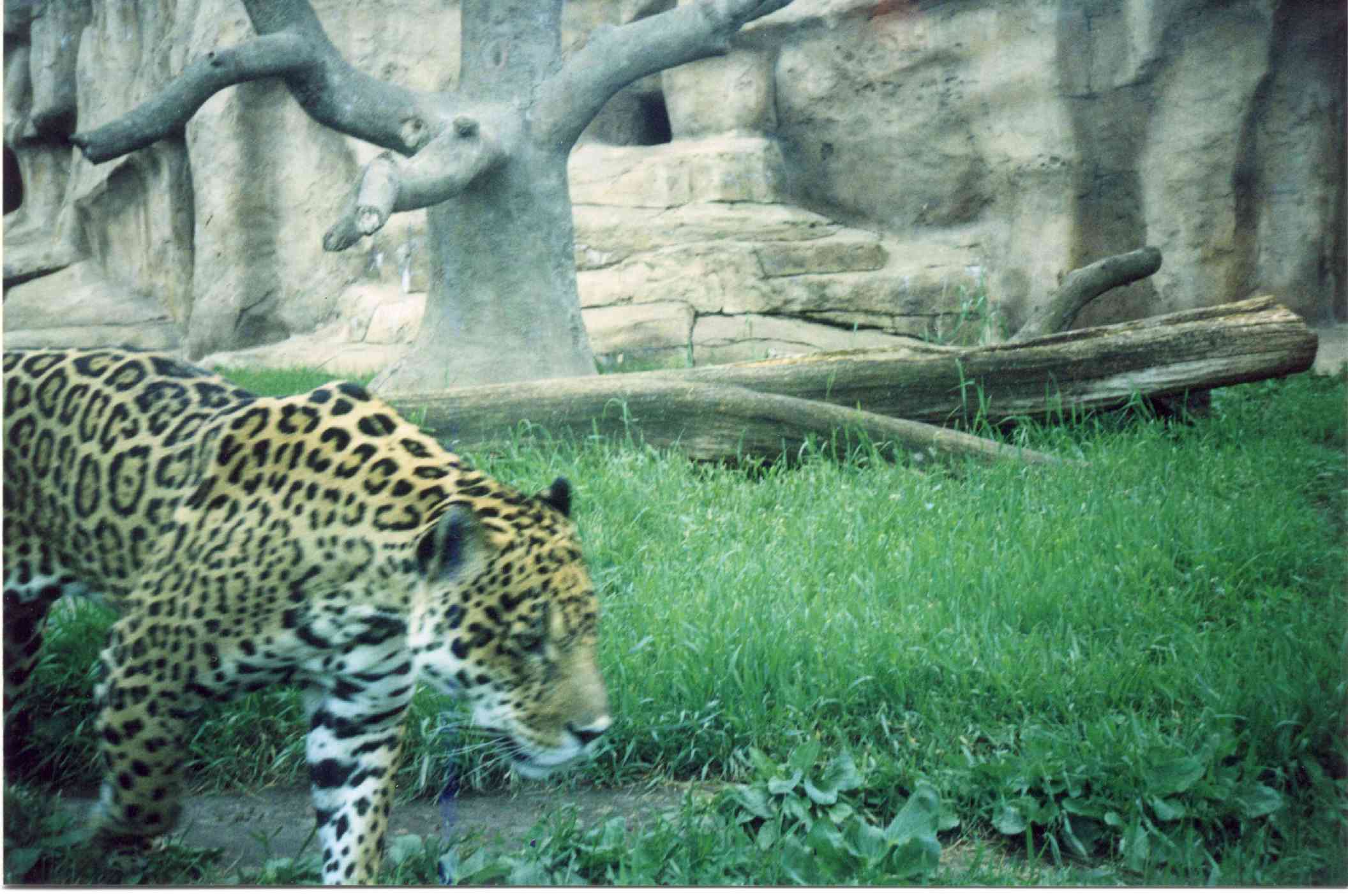 Wild Cat