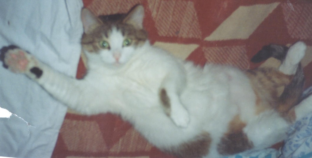 White Cat