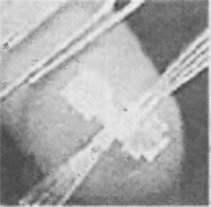 MicroBLA007.jpg