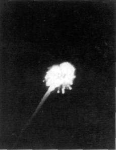 ZRPtr046.jpg