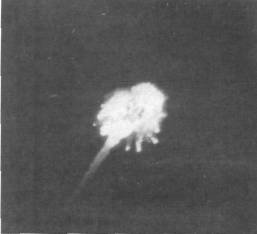 ZRPtr049.jpg