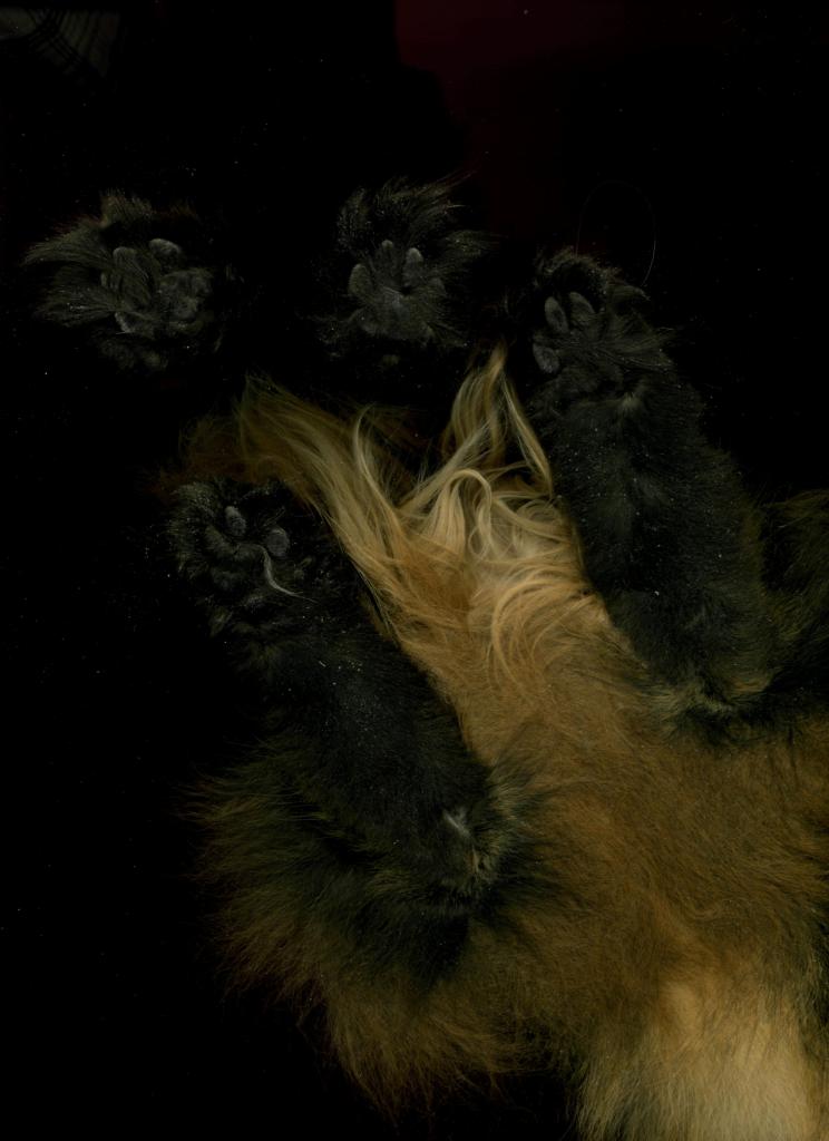 Scan Cat